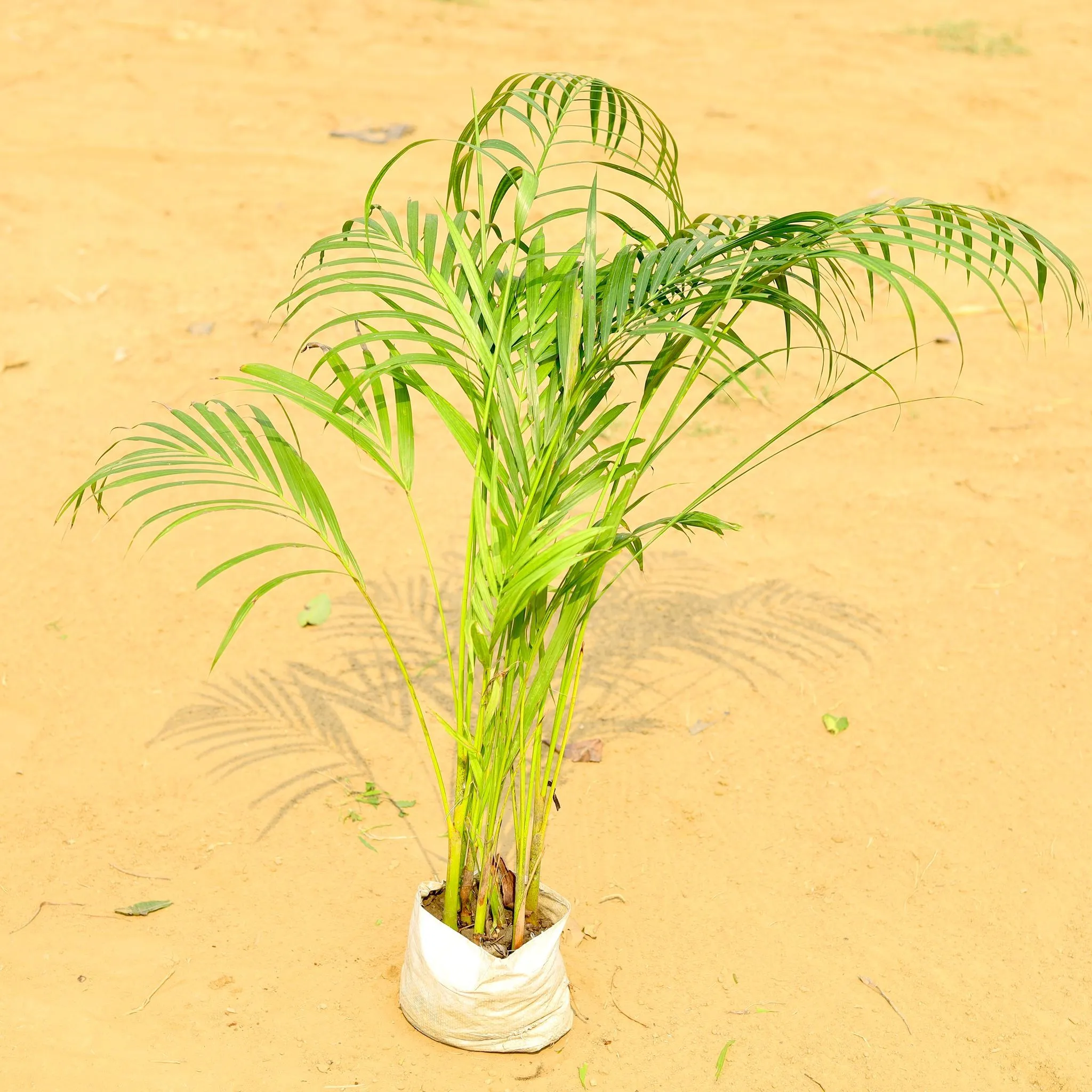 Areca Palm (~ 2-2.5 Ft) in 6 Inch Nursery Bag