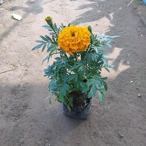 Marigold / Genda Orange in 4 Inch Nursery Bag