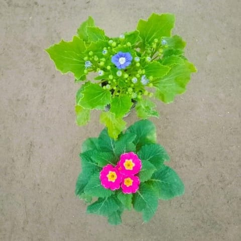 Set of 2 - Prime Rose / Primula & Dwarf Cineraria (any colour) in 6 Inch Nursery pot