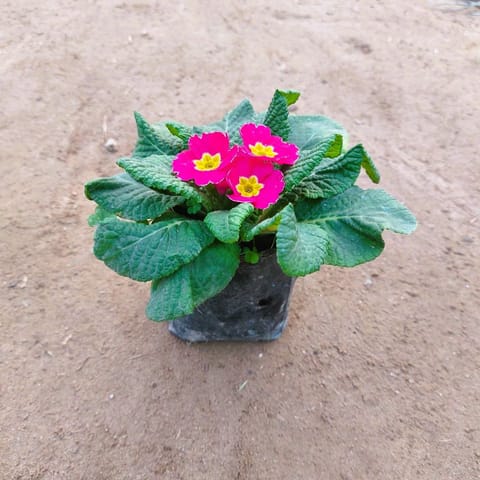 Prime Rose/ Primula (any colour) in 4 Inch Nursery Bag