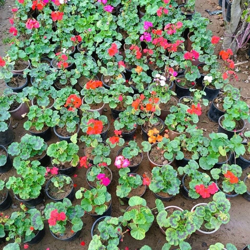 Set of 2 - Geranium (any colour) in 5 Inch Nursery pot