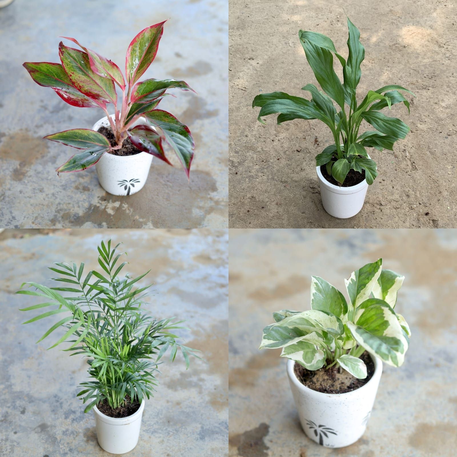 Air Purifying Beautiful Table Top Combo - Set of 4 (Areca Palm, Money Plant Marble ,Aglaonema Lipstick & Peace Lily) in 4 Inch Ceramic Pot (colour and design may vary)