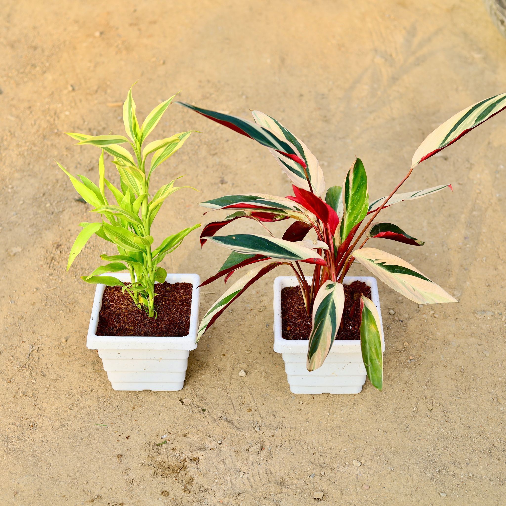 Set of 2 - Golden Lucky Bamboo & Calathea Star Tricolour in 4 Inch White Marble Premium Orchid Square Plastic Pot