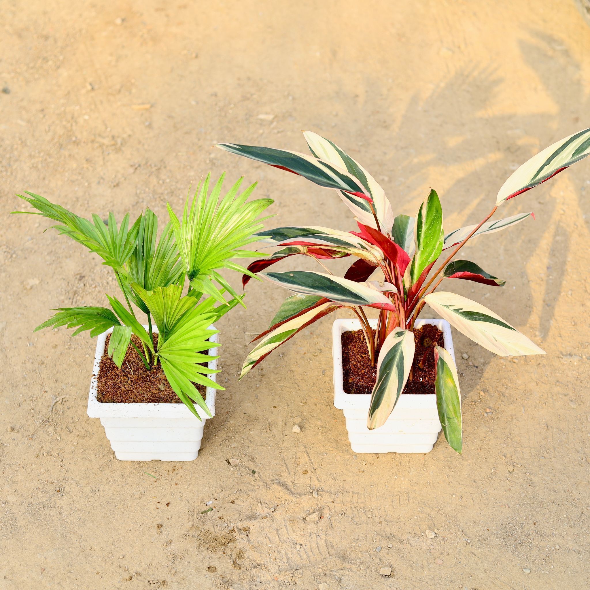 Set of 2 - China / Fan Palm & Calathea Star Tricolour in 4 Inch White Marble Premium Orchid Square Plastic Pot