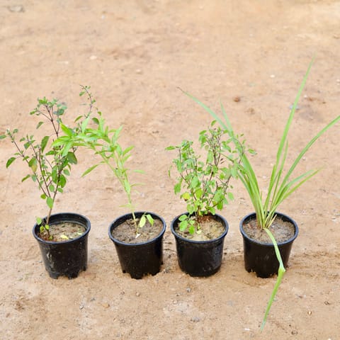 Set of 4 - Rajnigandha, Sweet Basil, Rama & Shyama Tulsi in 6 Inch Nursery Pot