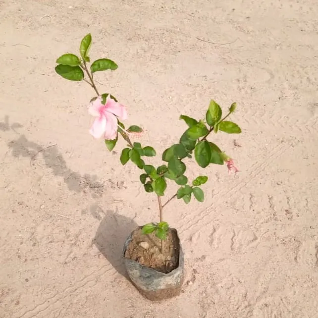 Hibiscus desi Pink / Gudhal in 4 Inch Nursery Bag