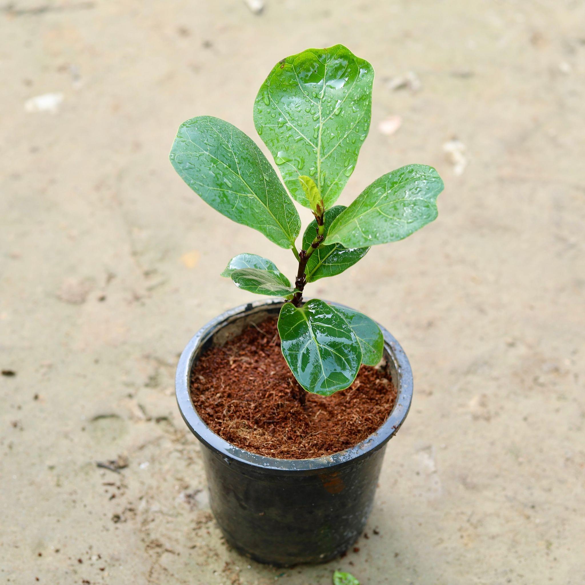 Fiddle Leaf Fig / Ficus Lyrata in 6 Inch Nursery Pot
