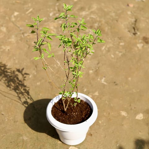 Rama Tulsi in 8 Inch Classy White Plastic Pot
