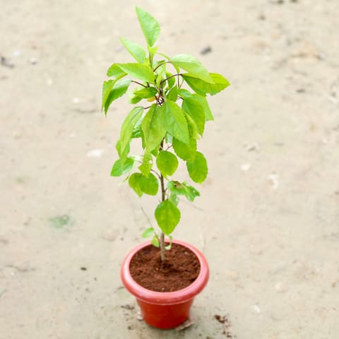 Hibiscus / Gudhal Desi Red in 6 Inch Classy Red Plastic Pot