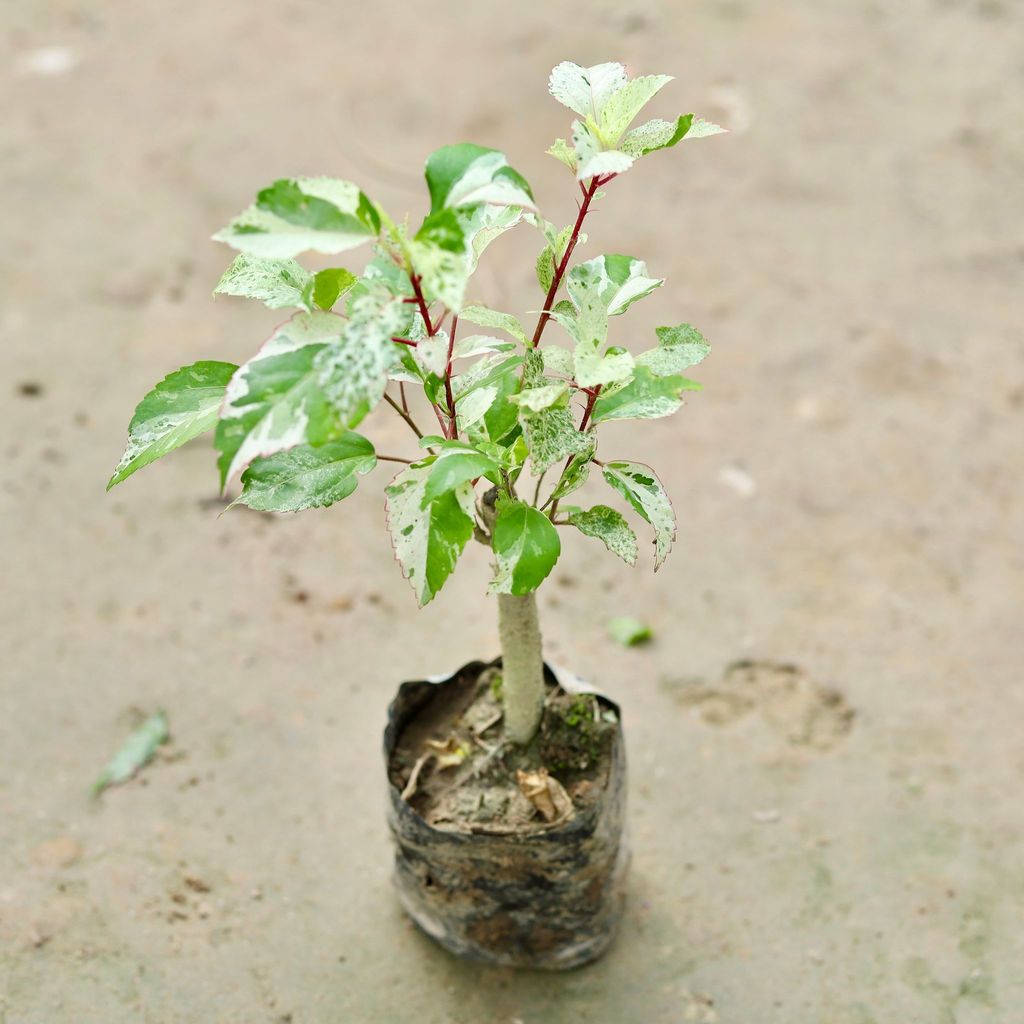 Variegated Hibiscus / Gudhal Red (any colour) in 4 Inch Nursery Bag