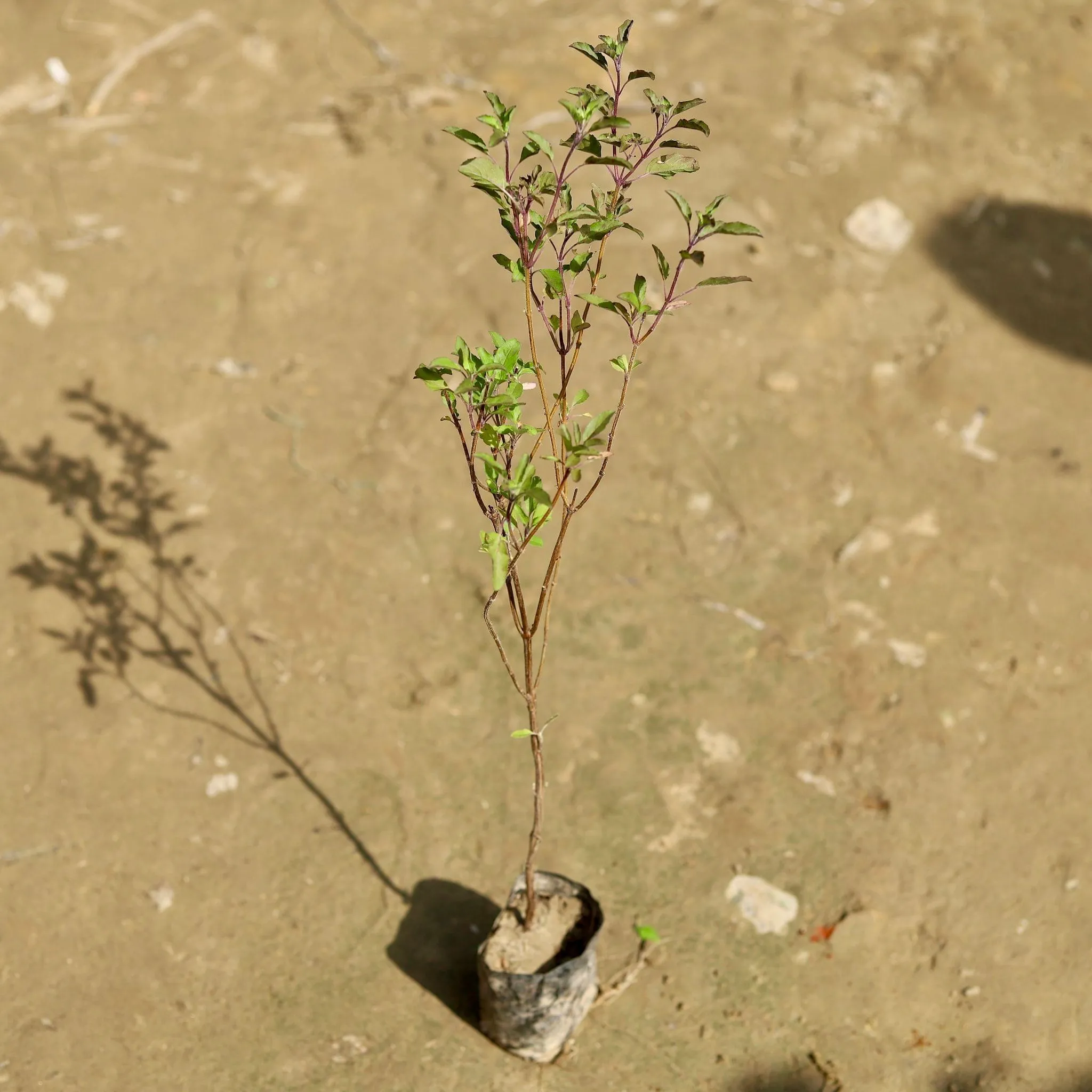 Shyama Tulsi in 4 Inch Nursery Bag