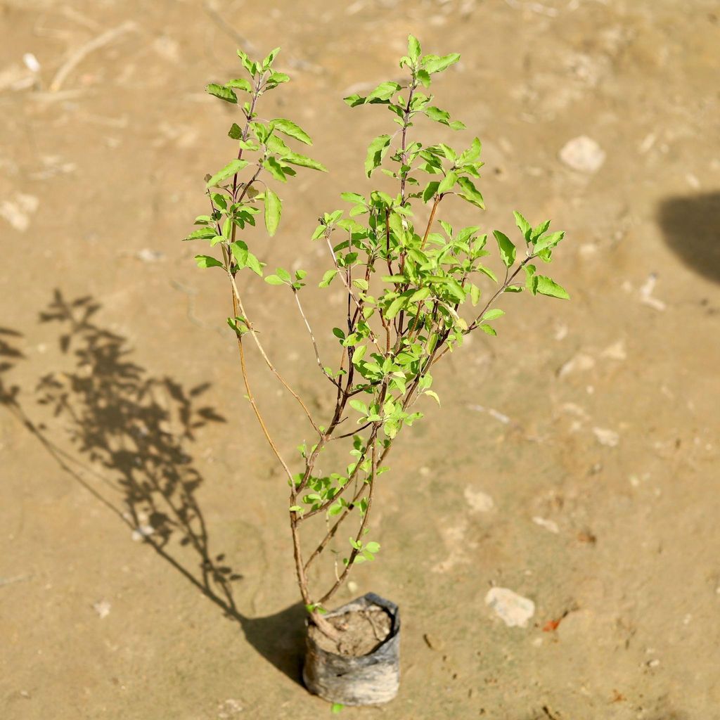Buy Rama Tulsi in 4 Inch Nursery Bag Online | Urvann.com Rama Tulsi in 4 Inch Nursery Bag