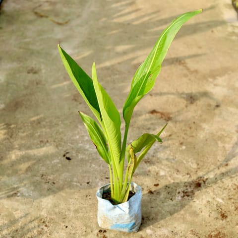 Traveller Palm in 8 Inch Nursery Bag