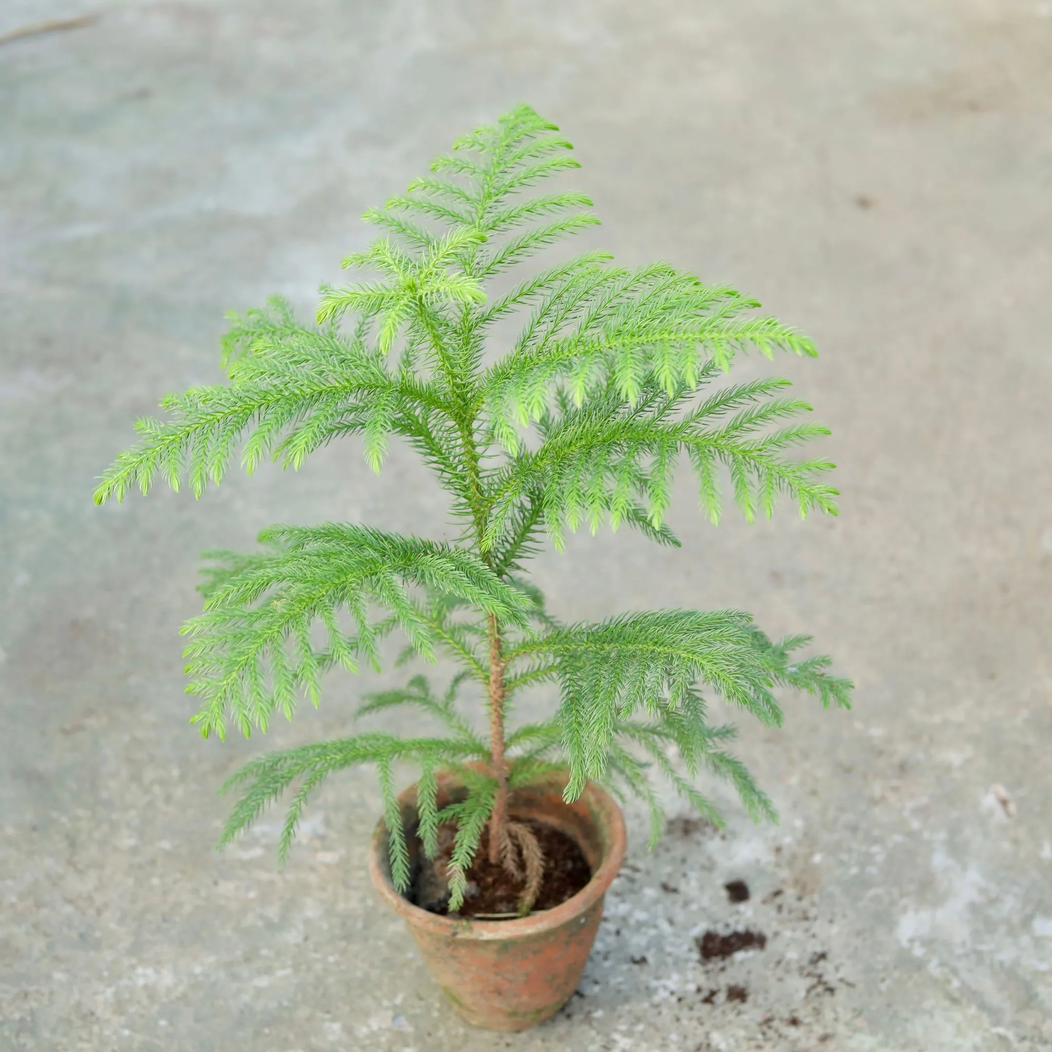Christmas Tree / Araucaria in 6 Inch Clay Pot