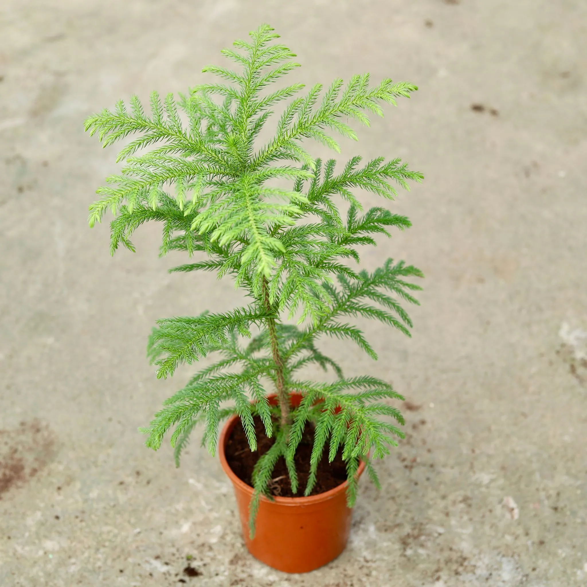 Christmas Tree / Araucaria in 6 Inch Red Nursery Pot