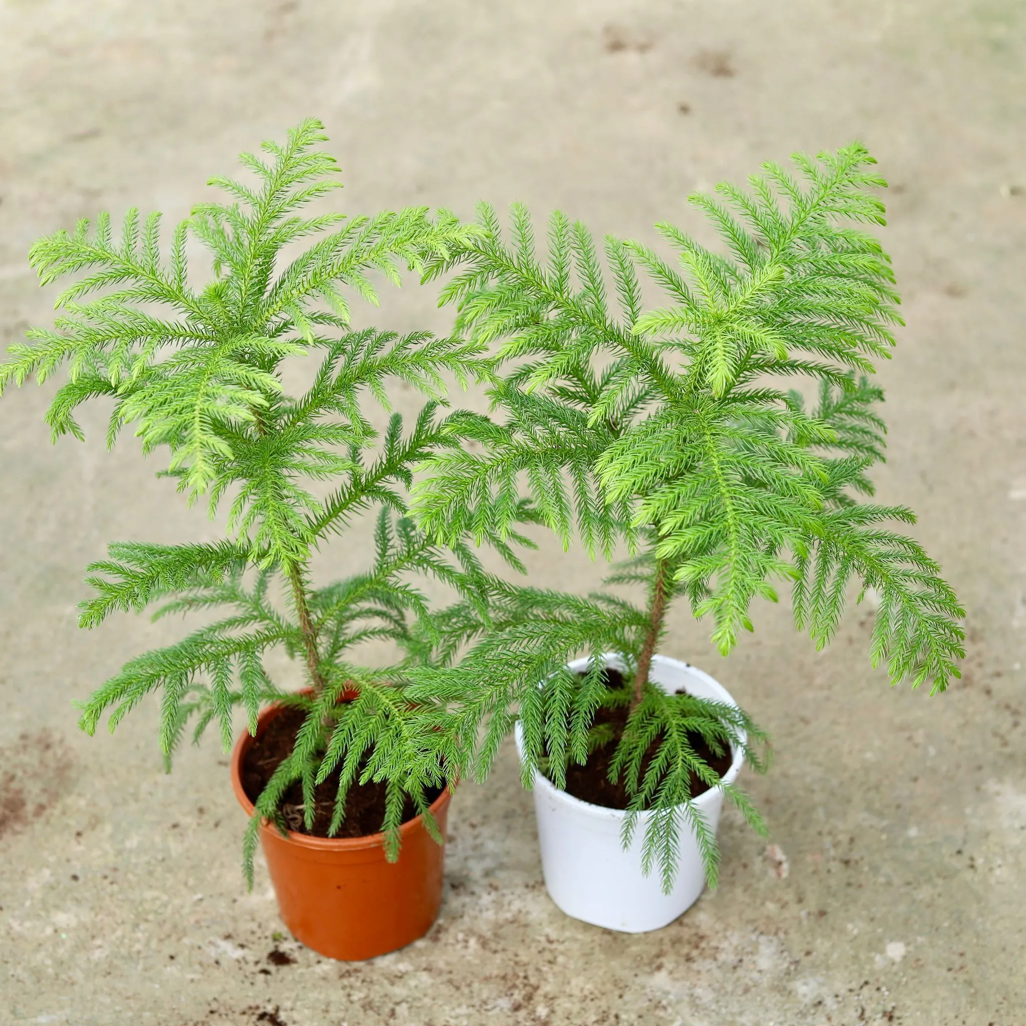 Set of 2 - Christmas Tree / Araucaria in 6 Inch Red & White Nursery Pot