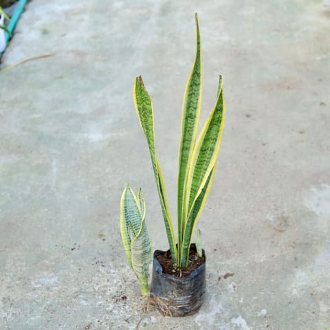 Snake Yellow Long in 8 Inch Live Fresh Plant Nursery bag in Dwarka Sector 14