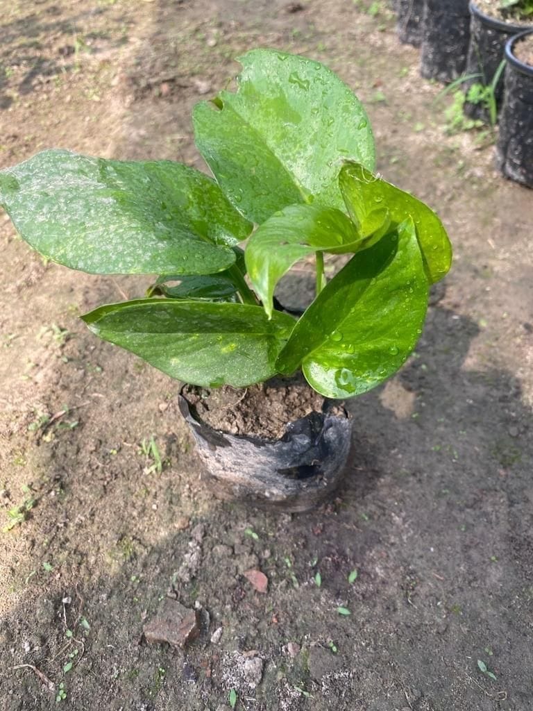 Buy Money Plant in 4 Inch Nursery Bag Online | Urvann.com Money Plant Green in 4 Inch Nursery Bag