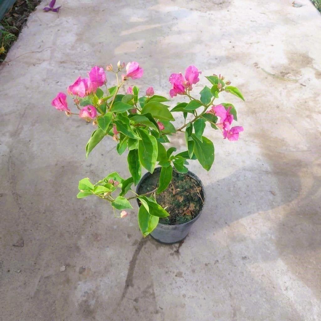 Buy Bougainvillea (any colour) in 6 Inch Nursery Pot Online | Urvann.com Bougainvillea (any colour) in 6 Inch Nursery Pot