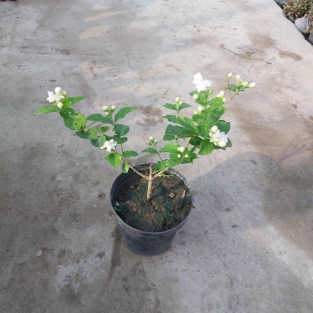 Buy Motiya Jasmine in 6 Inch Nursery Pot Online | Urvann.com Motiya Jasmine in 6 Inch Nursery Pot