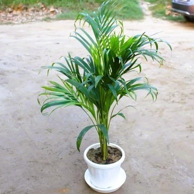 Areca Palm (~ 2-3 Ft) in 8 Inch Classy White Plastic Pot With Plate