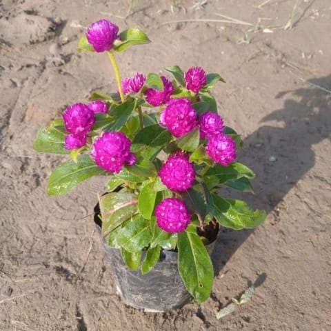 Gomphrena (Any Colour) in 4 Inch Nursery Bag
