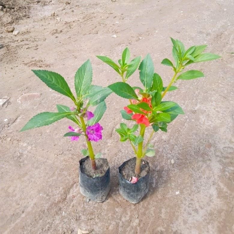 Set of 2 - Impatients Balsimina / Balsam (any colour) in 3 Inch Nursery Bag