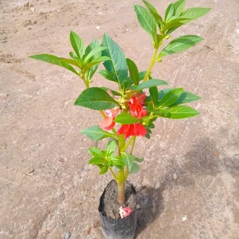 Impatients Balsimina / Balsam (any colour) in 3 Inch Nursery Bag