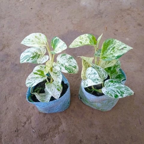 Set of 2 - White Pothos / White Devil's Ivy Plant in 4 Inch Nursery Bag