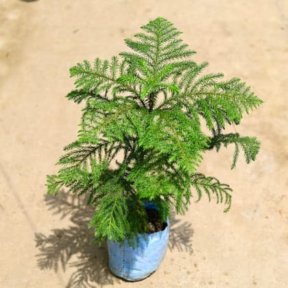 Araucaria / Christmas (~2 ft ) Tree in 5 Inch Nursery Bag