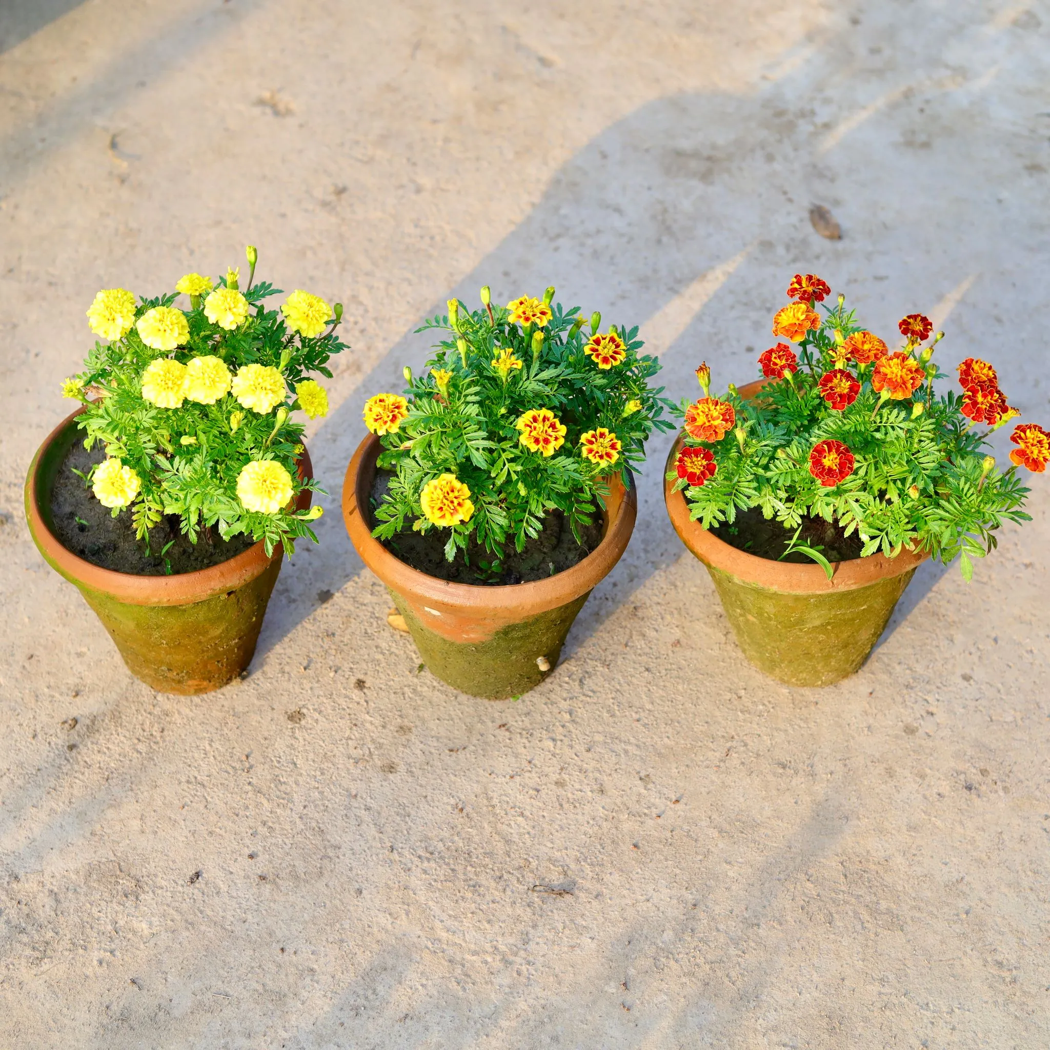 Set of 3 - French Marigold / Genda (any colour) in 8 Inch Nursery Pot