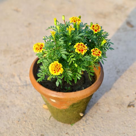 French Marigold / Genda (any colour) in 8 Inch Nursery Pot