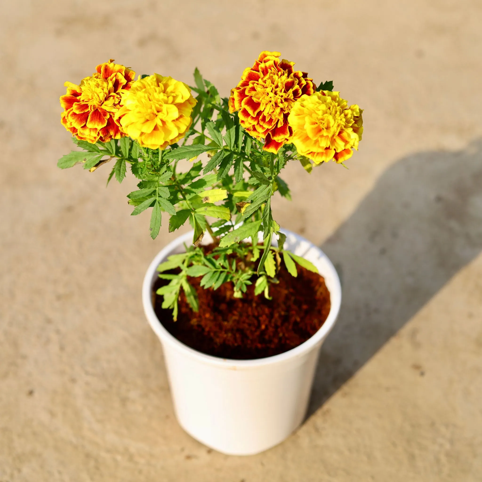 Marigold / Genda Jafri (any colour) in 6 Inch White Nursery Pot