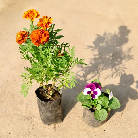 Set of 2 - French Marigold / Genda & Pansy (any colour) in 4 Inch Nursery Bag