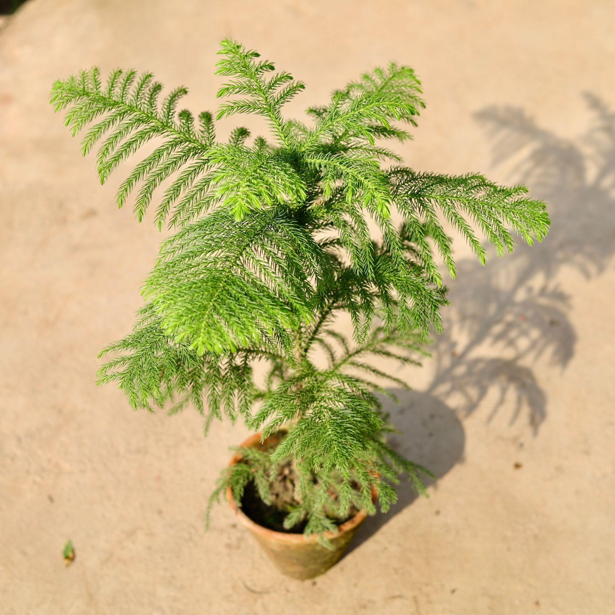 Araucaria / Christmas Tree in 5 Inch Nursery Pot