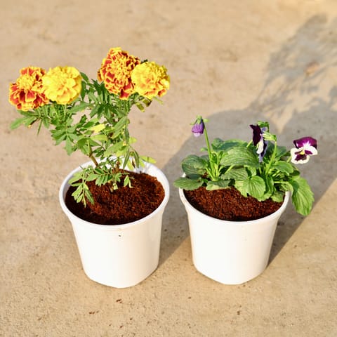 Set of 2 - Pansy & Marigold / Genda (any colour) in 6 Inch White Nursery Pot