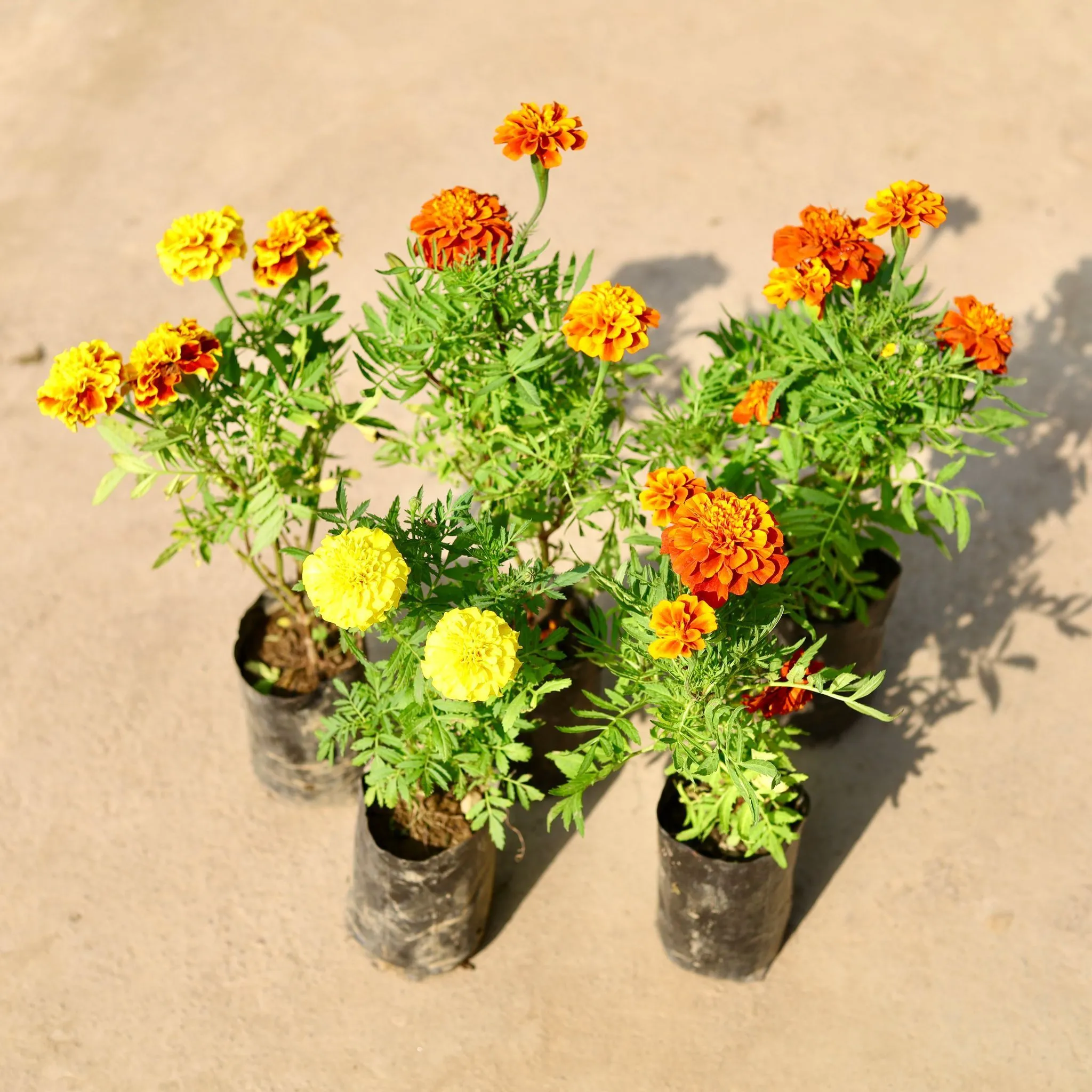 Set of 5 - French Marigold / Genda (any colour) in 4 Inch Nursery Bag