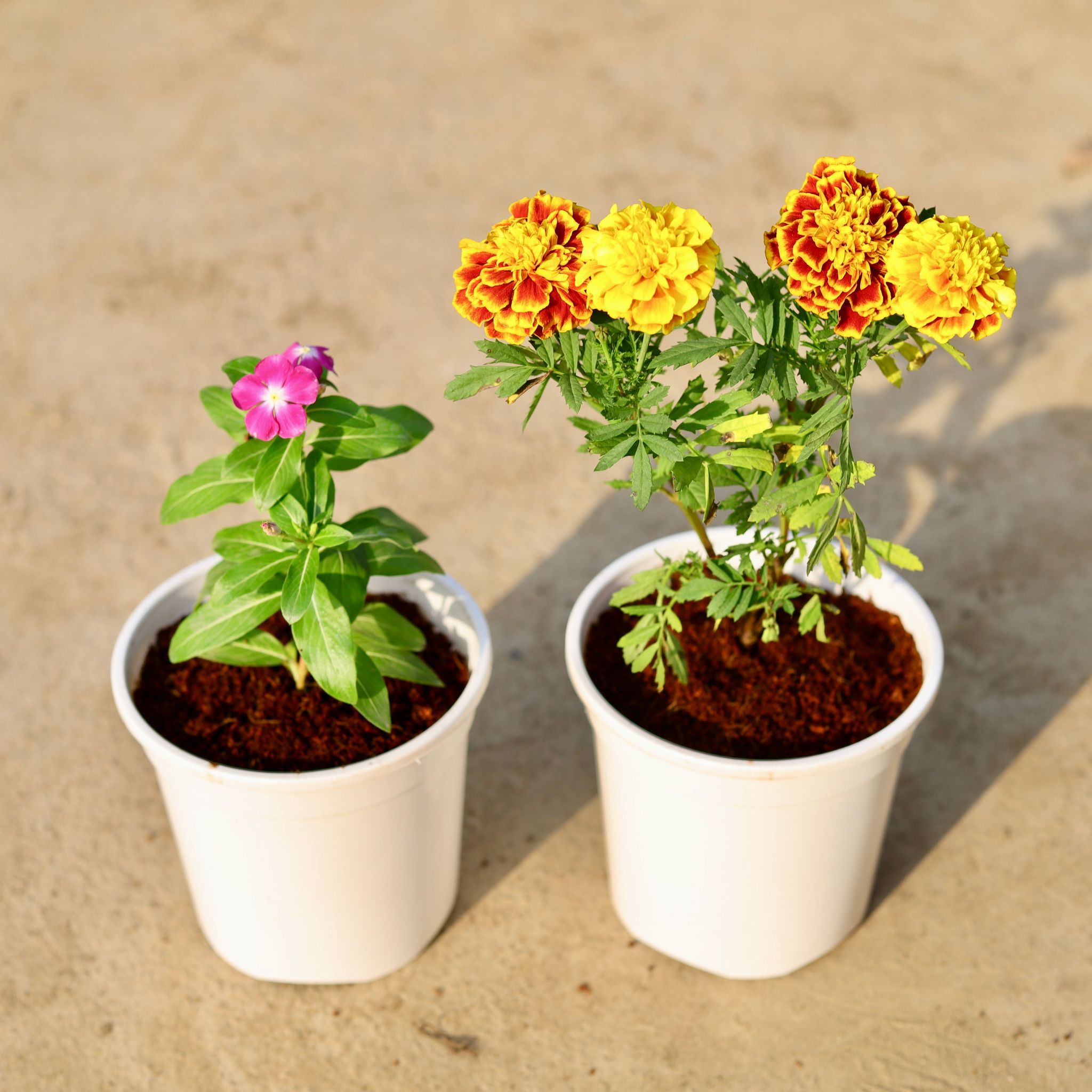 Set of 2 - French Marigold / Genda & Periwinkle / Vinca / Sadabahar (any colour) in 6 Inch White Nursery Pot