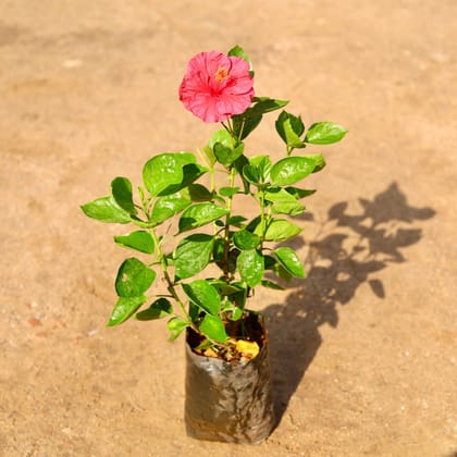 Buy Hibiscus Pink Hybrid  in 6 Inch Nursery Bag Online | Urvann.com