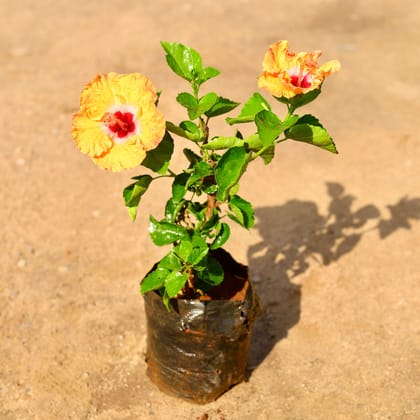 Buy Hibiscus Yellow Hybrid  in 6 Inch Nursery Bag Online | Urvann.com
