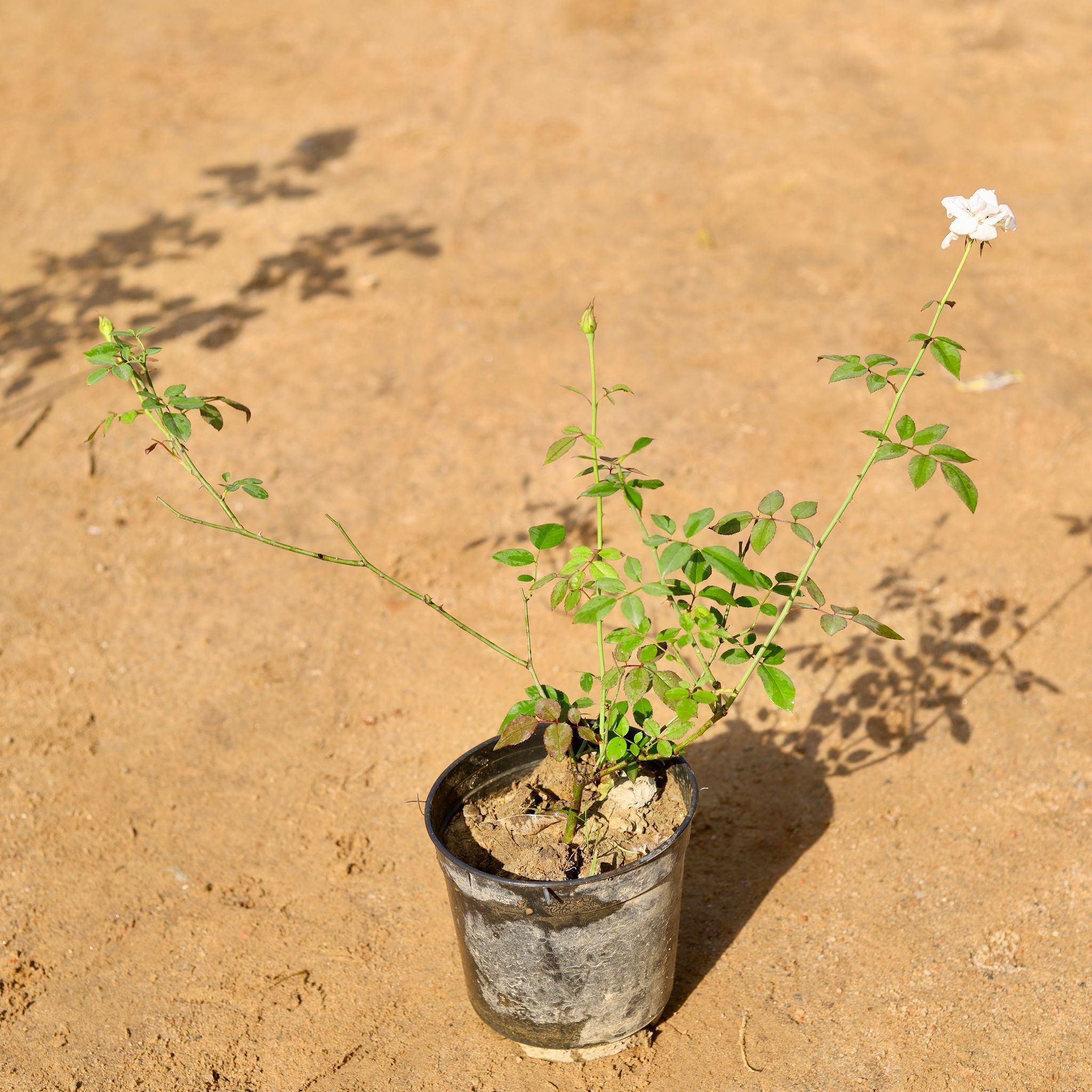 Desi Rose all season White in 5 Inch Nursery Pot