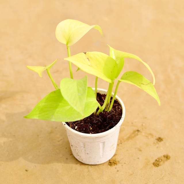 Golden Money Plant in 4 Inch Nursery Pot Golden Money Plant in 4 Inch Nursery Pot