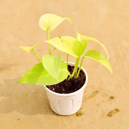 Golden Money Plant in 4 Inch Nursery Pot