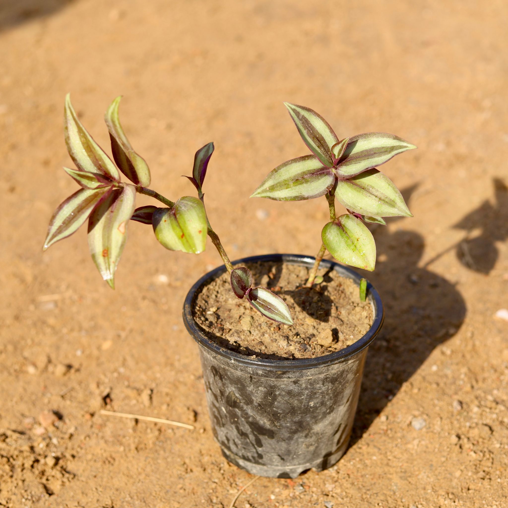Wandering Jew in 5 Inch Nursery Pot