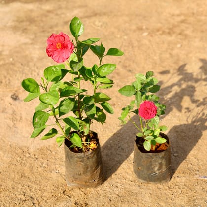 Buy Set of 2 - Hibiscus Hybrid & English Rose (any colour) in 7 Inch nursery bag Online | Urvann.com