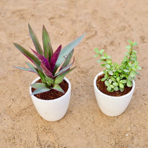 Set of 2 - Rhoeo / Durangi & Bangalorey Jade in 4 Inch Classy White Cup Ceramic Pot
