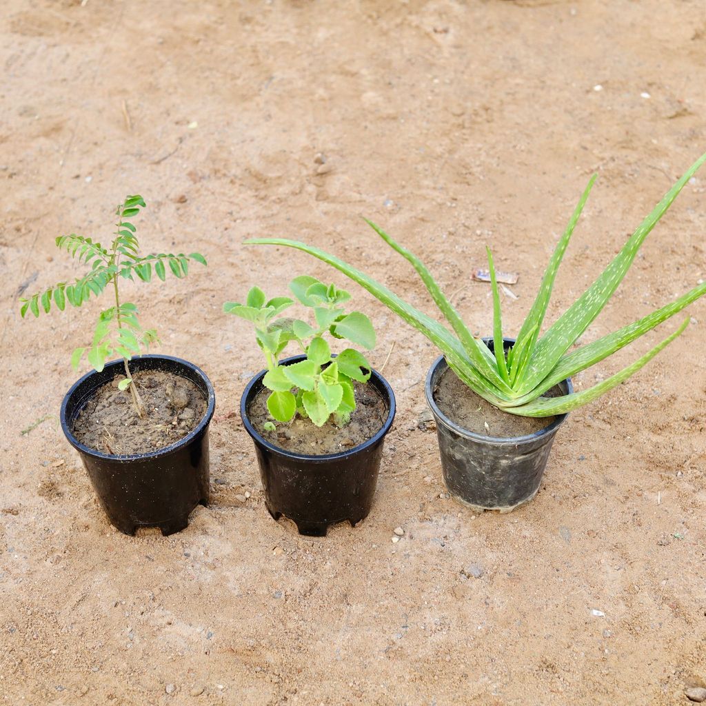 Buy Set of 3 - Curry Patta, Aloe Vera & Ajwain in 6 Inch Nursery Pot Online | Urvann.com Set of 3 - Curry Patta, Aloe Vera & Ajwain in 6 Inch Nursery Pot