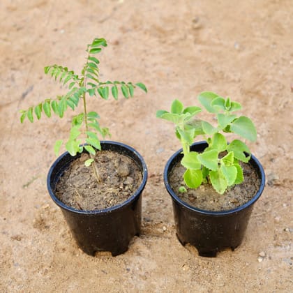 Buy Set of 2 - Curry Patta & Ajwain in 6 Inch Nursery Pot Online | Urvann.com