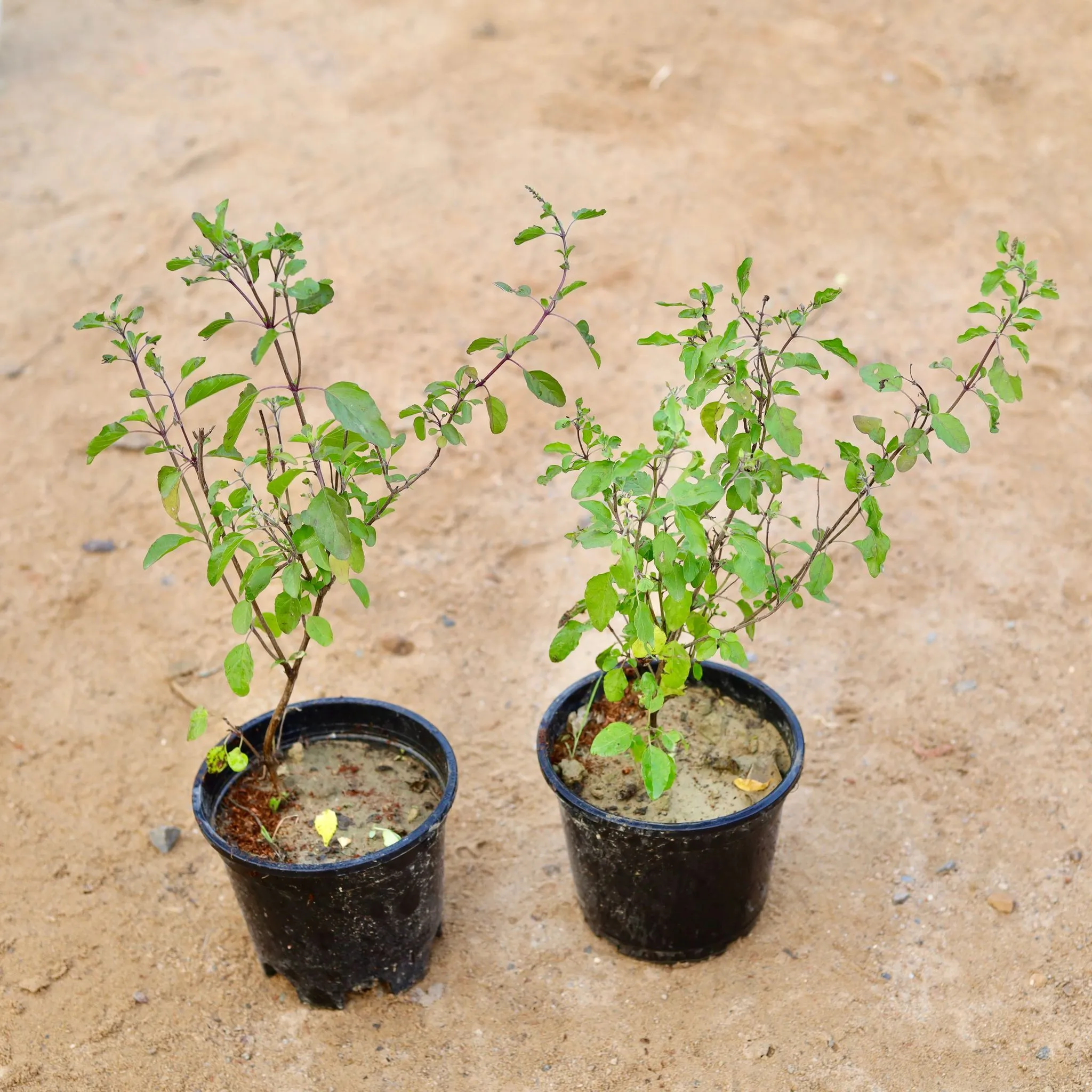 Set of 2 - Rama & Shyama Tulsi in 6 Inch Nursery Pot