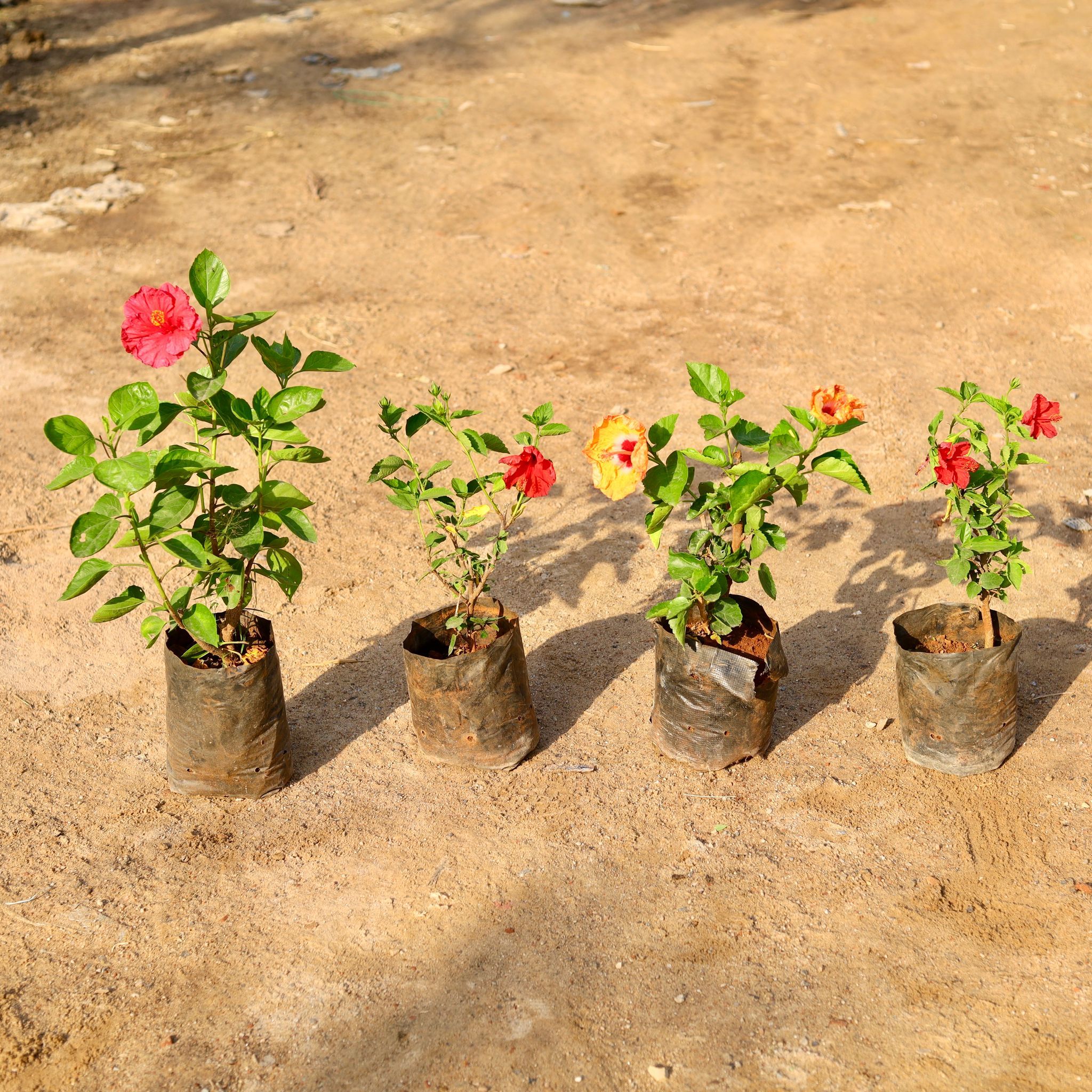 Set of 4 - Hibiscus / Gudhal (any colour ) in 7 Inch nursery bag